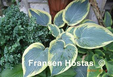 Hosta Flemish Tradition